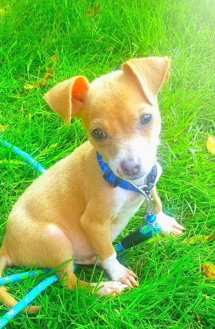 Tejano is registered to the contest to win money with this photo: puppy, dog, grass, blue_collar, leash, outdoor, pet, small_dog, sitting, cute, young_dog, animal, nature, green_grass, daylight, canine, playful, fur, ears, eyes