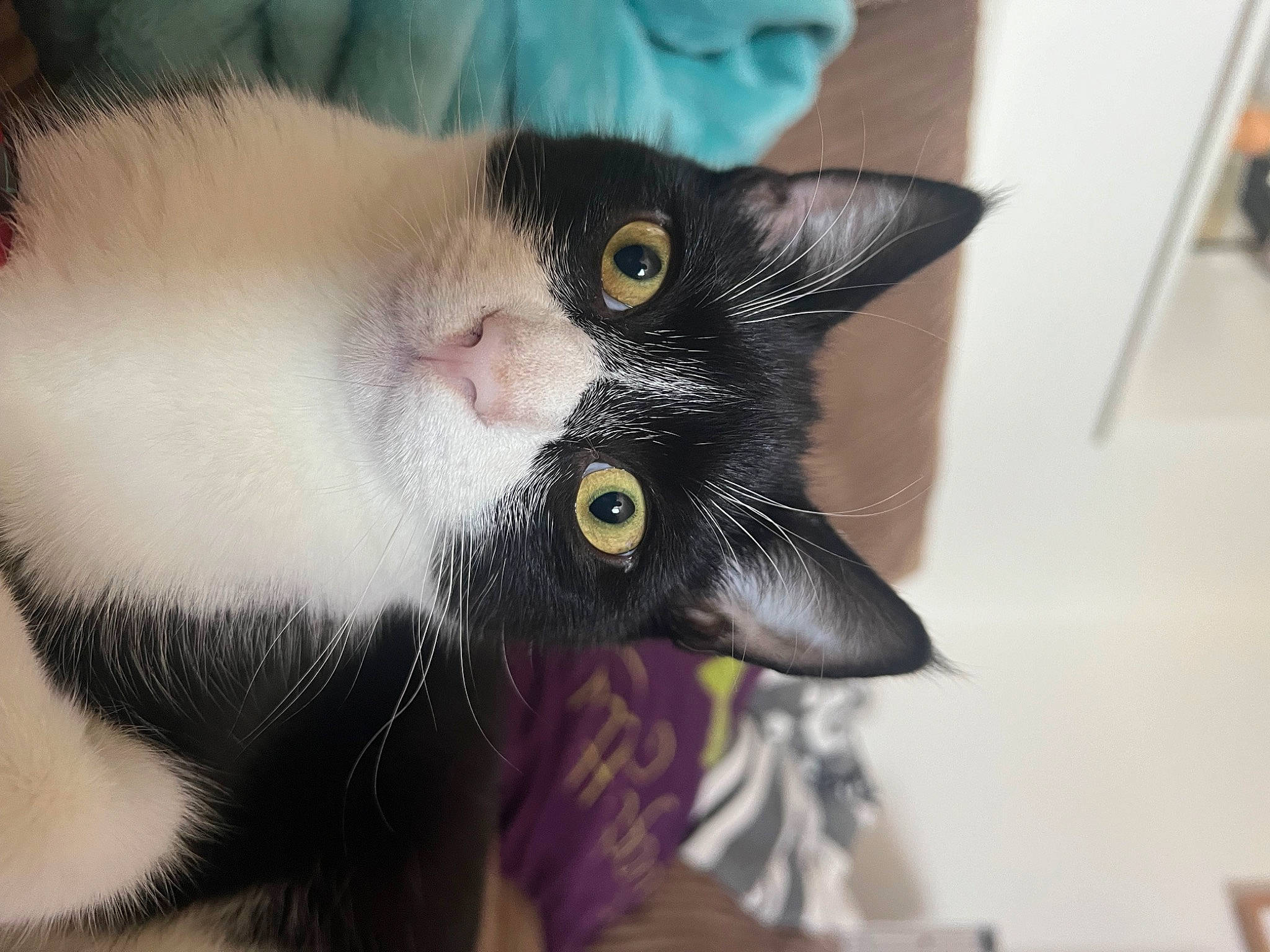 Badger joined the competition — help win amazing prizes! black_cat, carnivore, cat, claw, domestic_short_haired_cat, ear, eyelash, fang, felidae, fur, paw, small_to_medium_sized_cats, whiskers