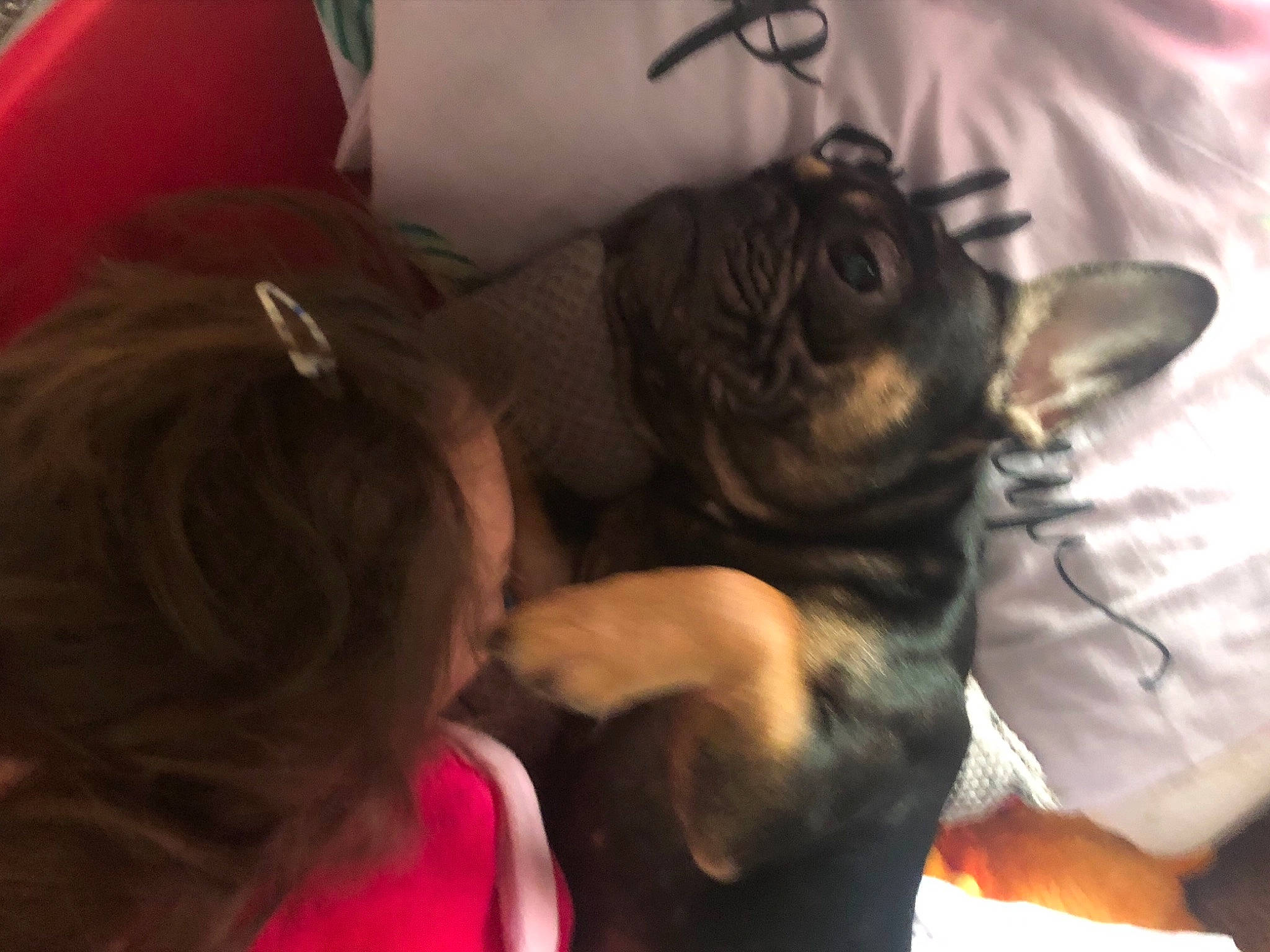 Bailee is registered to the contest to win money with this photo: canidae, carnivore, comfort, companion_dog, dog, dog_breed, fawn, mammal, nap, non_sporting_group, paw, puppy, puppy_love, sleep, snout, sporting_group, toy_dog, working_animal, working_dog