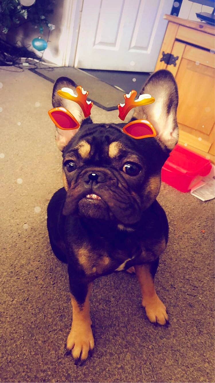 Bailee is registered to the contest to win money with this photo: box, bulldog, canidae, carnivore, companion_dog, dog, dog_breed, fawn, floor, french_bulldog, mammal, non_sporting_group, pug, puppy, shipping_box, skin, snout, toy_dog, vertebrate, working_animal
