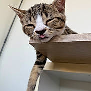Clotaire participe au concours pour gagner de l'argent avec cette photo : animal, cat, close_up, cute, domestic_cat, face, feline, fur, indoor, lazy, paw, pet, relaxed, resting, sleepy, striped, tabby, tongue_out, whiskers, wooden_shelf