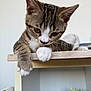 Clotaire participe au concours pour gagner de l'argent avec cette photo : animal, background_blur, cat, close_up, curious, domestic_cat, feline, household, indoor, kitten, looking_down, pet, playing, soft_light, tabby, toys, whiskers, white_paws, wooden_table, young_cat