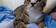Clotaire a rejoint le concours — aidez-le/la à gagner de superbes lots ! animal, bed, blanket, cat, comfort, cozy, cute, domestic, feline, fur, indoor, kitten, mammal, paws, pet, relaxed, sleepy, tabby, whiskers, young