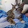 animal, bed, blanket, cat, comfort, cozy, cute, domestic, feline, fur, indoor, kitten, mammal, paws, pet, relaxed, sleepy, tabby, whiskers, young