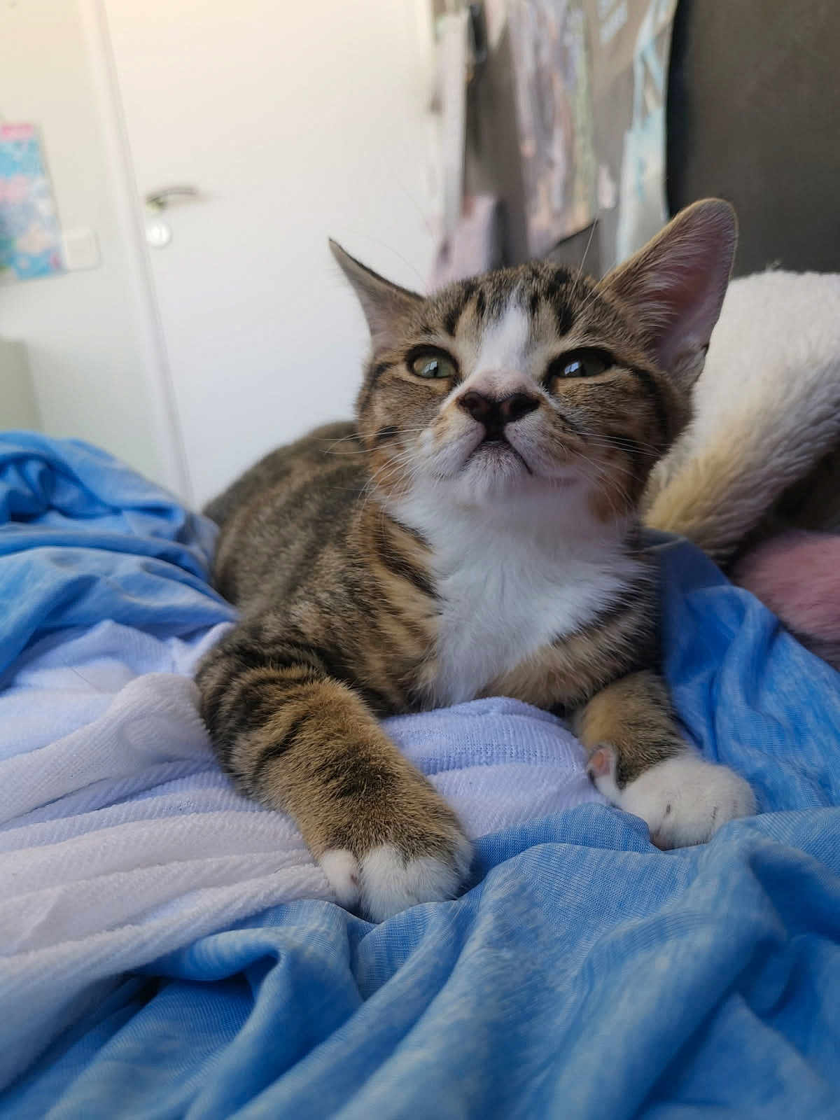Clotaire a rejoint le concours — aidez-le/la à gagner de superbes lots ! animal, bed, blanket, cat, comfort, cozy, cute, domestic, feline, fur, indoor, kitten, mammal, paws, pet, relaxed, sleepy, tabby, whiskers, young