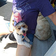 Bandit joined the competition — help win amazing prizes! animal, boy, canine, child, clothing, dog, face, flag, grass, head, male, pants, person, pet, photography, plant, portrait, puppy, shorts, t_shirt