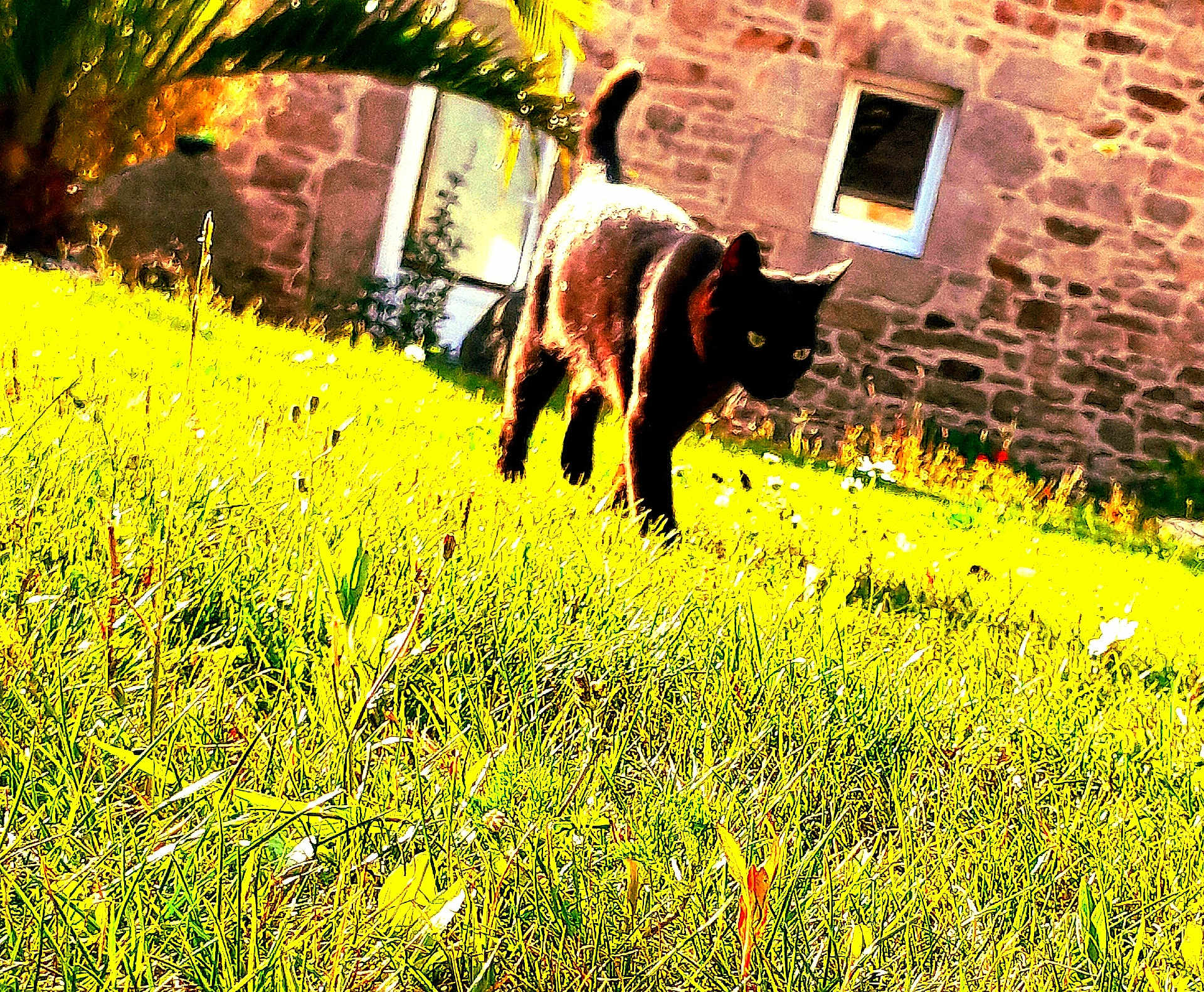 Pistache participe au concours pour gagner de l'argent avec cette photo : black_cat, cat, grass, outdoor, sunlight, stone_wall, window, plant, animal, nature, pet, walking, daylight, yard, green, feline, summer, bright, mammal, garden
