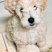 Lucy joined the competition — help win amazing prizes! puppy, dog, fluffy, cream_colored, cute, pet, indoor, tile_floor, small_dog, looking_up, adorable, fur, canine, young_dog, animal, companion, domestic, cute_pet, sitting, black_nose