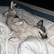 Opium a rejoint le concours — aidez-le/la à gagner de superbes lots ! dog, sleeping, bed, blanket, comforter, white, pet, cute, relaxation, tongue_out, fur, small_dog, indoor, cozy, resting, animal, paw, snout, ears, lying_down