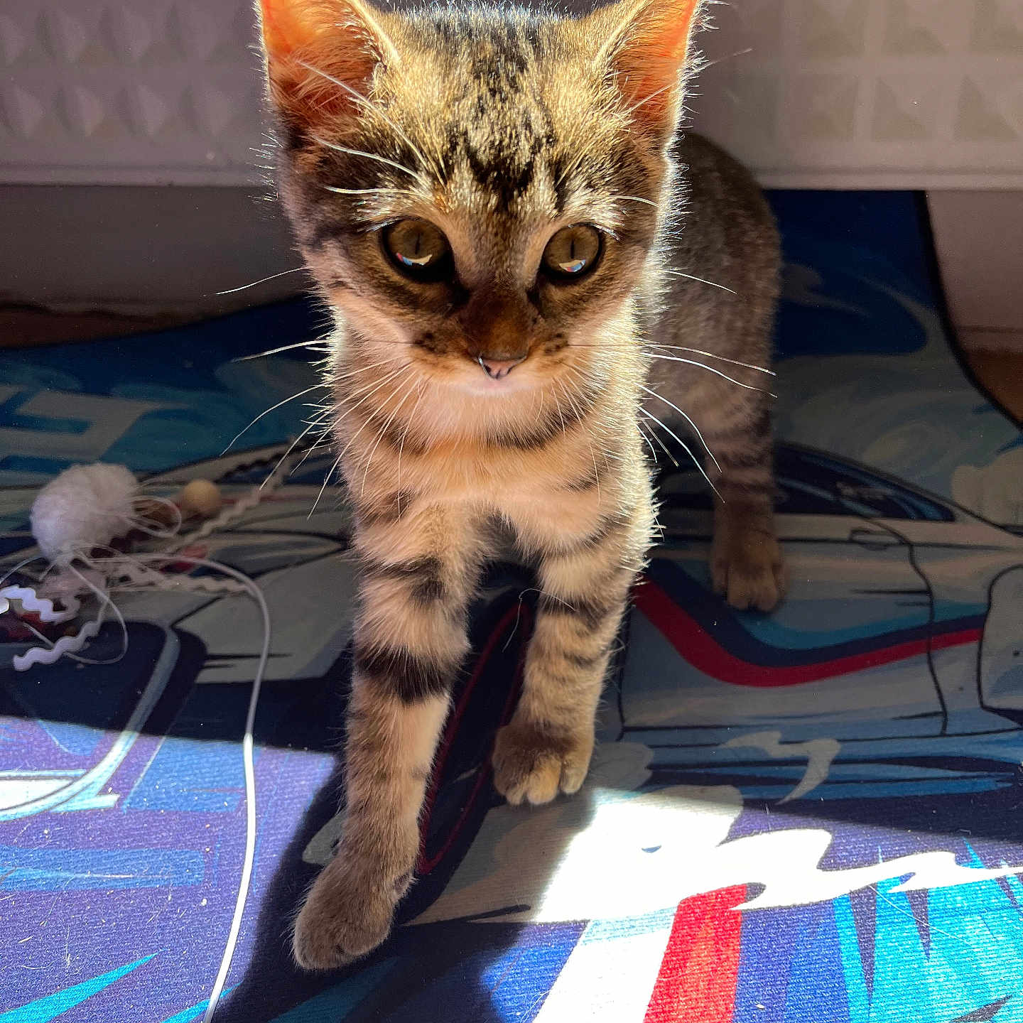 Douzemaï participe au concours pour gagner de l'argent avec cette photo : animal, cat, colorful, curious, ears, eyes, feline, fur, indoor, kitten, mat, pet, playful, shadow, small, sunlight, tabby, walking, whiskers, young