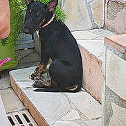 Vrod a rejoint le concours — aidez-le/la à gagner de superbes lots ! animal, beaded_collar, black_dog, canine, collar, dog, domestic_animal, ear, greenery, outdoor, paw, pet, plant, portrait, quiet, side_view, sitting, stone_steps, tail, wall