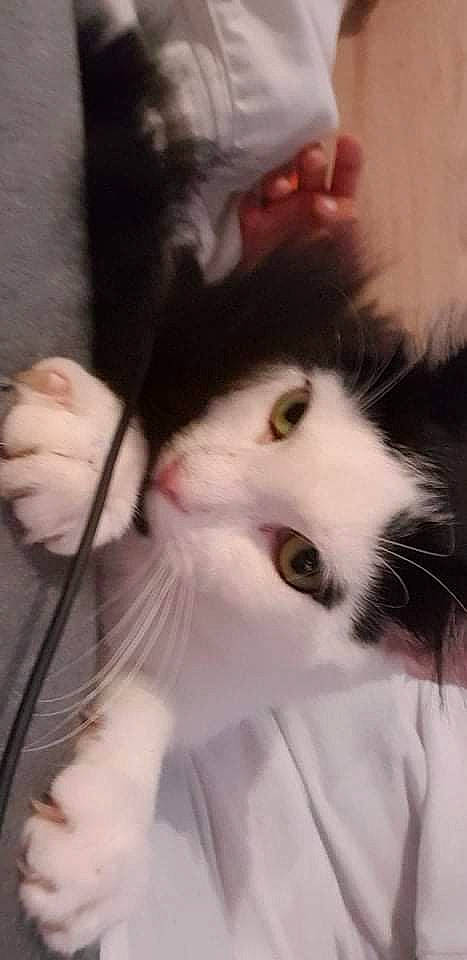 Némo participe au concours pour gagner de l'argent avec cette photo : carnivore, cat, claw, felidae, fur, paw, small_to_medium_sized_cats, snout, tail, whiskers