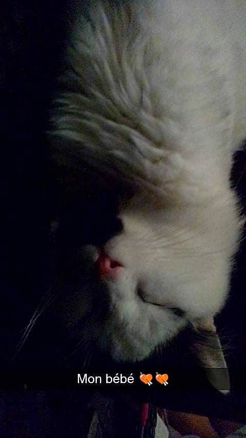 Némo participe au concours pour gagner de l'argent avec cette photo : carnivore, cat, cloud, companion_dog, dog_breed, dress, eye, felidae, fur, gesture, human_body, jaw, meteorological_phenomenon, paw, plant, sky, small_to_medium_sized_cats, snout, tail, whiskers