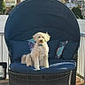 dog, outdoor, wicker_chair, blue_cushions, canopy, sunlight, deck, fence, suburban, tree, house, pet, fluffy, sitting, relaxed, daytime, collar, shadow, comfort, leisure