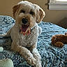 Petey is registered to the contest to win money with this photo: dog, bed, blue_bedspread, indoor, pet, happy, tongue_out, fur, canine, plush_toy, window, home, resting, animal, cute, comfortable, collar, brown, white, fur_texture