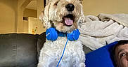 Petey is registered to the contest to win money with this photo: blanket, couch, cozy, curious, decor, dog, face, fur, happy, headphones, human, indoor, living_room, pet, photo_frame, playful, portrait, relaxed, smiling, tongue