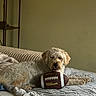 dog, bed, football, indoor, pet, cozy, blanket, furniture, resting, light, neutral_background, canine, relaxed, animal, sleepy, curly_fur, toy, comfort, home, quiet