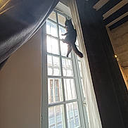 Krokmou a rejoint le concours — aidez-le/la à gagner de superbes lots ! animal, black_cat, cat, climbing, curious, curtains, daylight, feline, glass, home, house, indoor, light, pane, pet, shadow, silhouette, tail, vertical, window