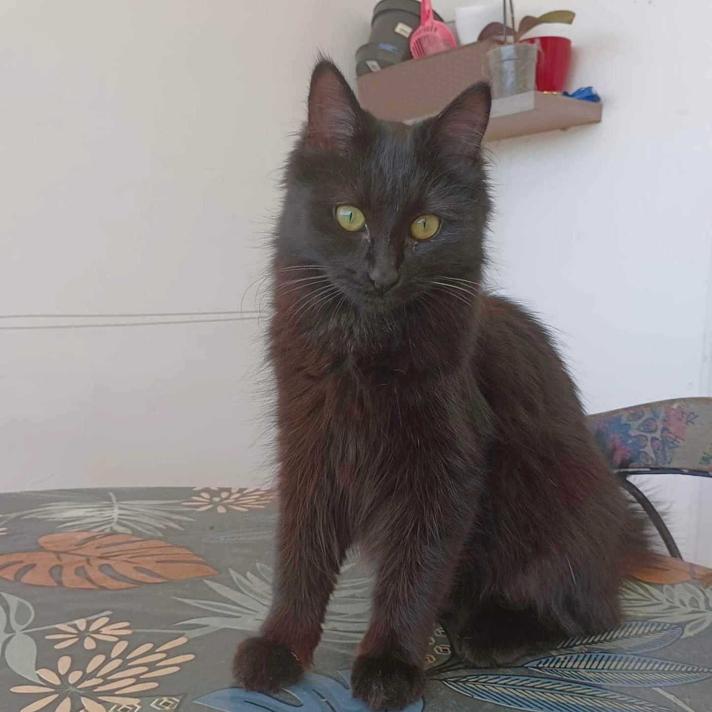Krokmou a rejoint le concours — aidez-le/la à gagner de superbes lots ! animal, black_cat, cat, curious, domestic_animal, ears, flower, fur, furniture, household, indoor, leaf_pattern, pet, portrait, shelf, sitting, table, tablecloth, whiskers, yellow_eyes