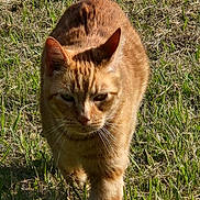 Phylo is registered to the contest to win money with this photo: alert, animal, cat, closeup, daylight, ears, eyes, feline, field, fur, grass, green, mammal, nature, orange_tabby, outdoor, pet, sunlight, walking, whiskers