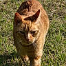 alert, animal, cat, closeup, daylight, ears, eyes, feline, field, fur, grass, green, mammal, nature, orange_tabby, outdoor, pet, sunlight, walking, whiskers