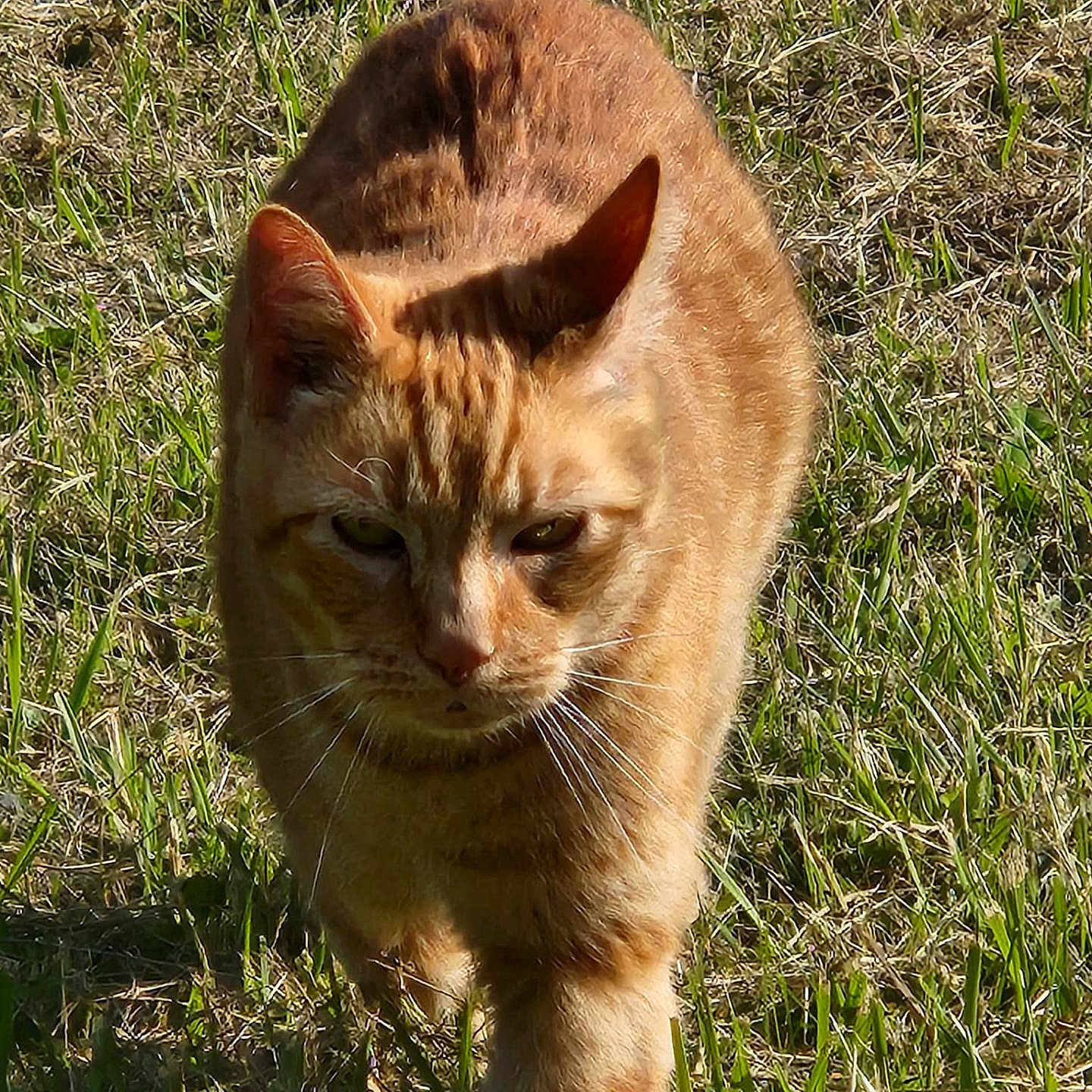 Phylo is registered to the contest to win money with this photo: alert, animal, cat, closeup, daylight, ears, eyes, feline, field, fur, grass, green, mammal, nature, orange_tabby, outdoor, pet, sunlight, walking, whiskers