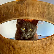 Arsène a rejoint le concours — aidez-le/la à gagner de superbes lots ! animal, blurry, cat, chair_back, closeup, curious, domestic_cat, ears, feline, furniture, gray_cat, home, indoor, looking, pet, portrait, seat, whiskers, wooden_chair, yellow_eyes