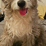 Whiskey is registered to the contest to win money with this photo: animal, blanket, blue_eye, brown_eye, canine, companion, cute, dog, fluffy, friendly, fur, furry, happy, indoor, mammal, pet, portrait, sitting, tongue, tongue_out