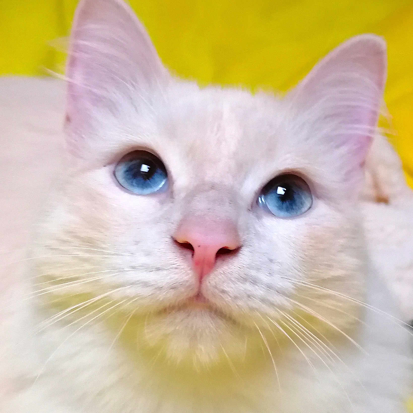 Djdj Amoroso a rejoint le concours — aidez-le/la à gagner de superbes lots ! abyssinian, angora, animal, cat, kitten, manx, pet, siamese, white