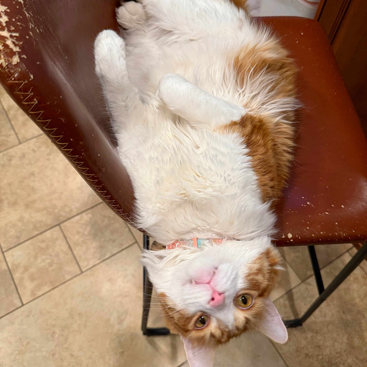 Westie joined the competition — help win amazing prizes! animal, cat, chair, collar, curious, cute, domestic, ears, eyes, floor_tile, fur, indoor, orange, pet, pink_nose, playful, relaxed, upside_down, whiskers, white