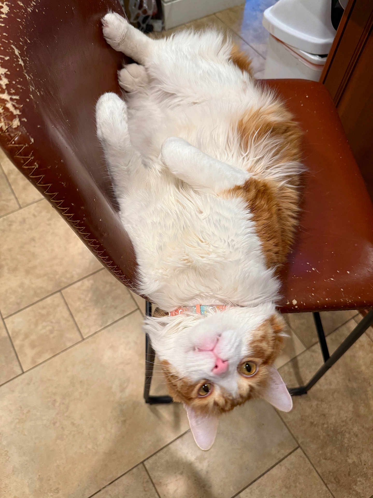 Westie joined the competition — help win amazing prizes! cat, orange, white, fur, chair, upside_down, pet, indoor, floor_tile, curious, pink_nose, relaxed, collar, domestic, animal, cute, whiskers, ears, eyes, playful