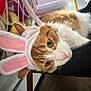 Westie is registered to the contest to win money with this photo: cat, orange_cat, white_cat, bunny_ears, hat, costume, pet, indoor, chair, curious, wide_eyes, soft_toys, cozy, feline, animal, closeup, resting, cute, domestic_cat, funny