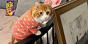 Westie joined the competition — help win amazing prizes! cat, orange_cat, sweater, bed, pillows, blanket, snack_bag, takis, frame, artwork, furniture, indoor, curious, pet, fur, tail, face, cozy, black_bed_frame, home