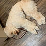 dog, sleeping, white, fluffy, curled_up, leash, wooden_floor, indoor, pet, resting, poodle, canine, cozy, fur, animal, quiet, relaxed, cute, companion, domestic