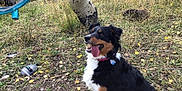 Grace joined the competition — help win amazing prizes! dog, outdoor, forest, birch_trees, grass, leaves, hammock, nature, animal, pet, tongue_out, collar, fall, trees, happy, sitting, fur, black, white, brown