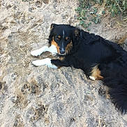 Grace joined the competition — help win amazing prizes! dog, sand, outdoor, animal, black, tan, fur, paw_prints, grass, nature, laying_down, pet, canine, relaxed, curious, tail, ears, ground, daylight, muzzle