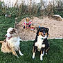 Grace joined the competition — help win amazing prizes! dog, child, sandbox, grass, toy, outdoor, play, fence, weed, pet, happy, grass_field, brown_dog, black_dog, summer, nature, yard, casual, fun, cute