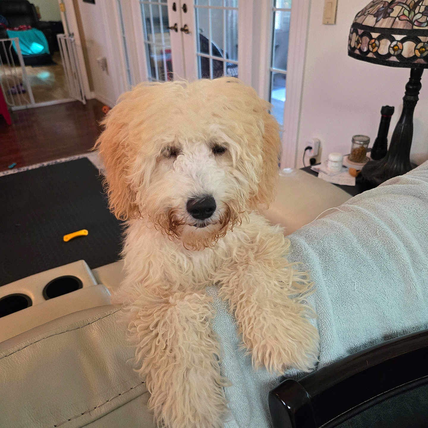 Carmello joined the competition — help win amazing prizes! animal, architecture, art, building, canine, car, couch, cushion, dog, furniture, homedecor, indoors, lamp, livingroom, painting, pet, puppy, room, tablelamp, transportation