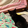Spooky is registered to the contest to win money with this photo: black_cat, cat, blanket, patterned_blanket, bed, bed_rail, pink, wooden_furniture, indoor, pet, feline, sleepy, resting, cozy, domestic_animal, animal, fur, whiskers, cute, small_pet