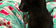 Spooky is registered to the contest to win money with this photo: cat, black_cat, animal, pet, feline, blanket, patterned_blanket, indoor, cozy, soft_texture, curious, sitting, side_view, whiskers, ears, fur, closeup, colorful, comfort, relaxation