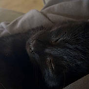 Spooky joined the competition — help win amazing prizes! cat, black_cat, sleeping, close_up, pet, animal, fur, cozy, resting, indoor, soft, fabric, cute, peaceful, relaxation, whiskers, nap, comfort, quiet, domestic