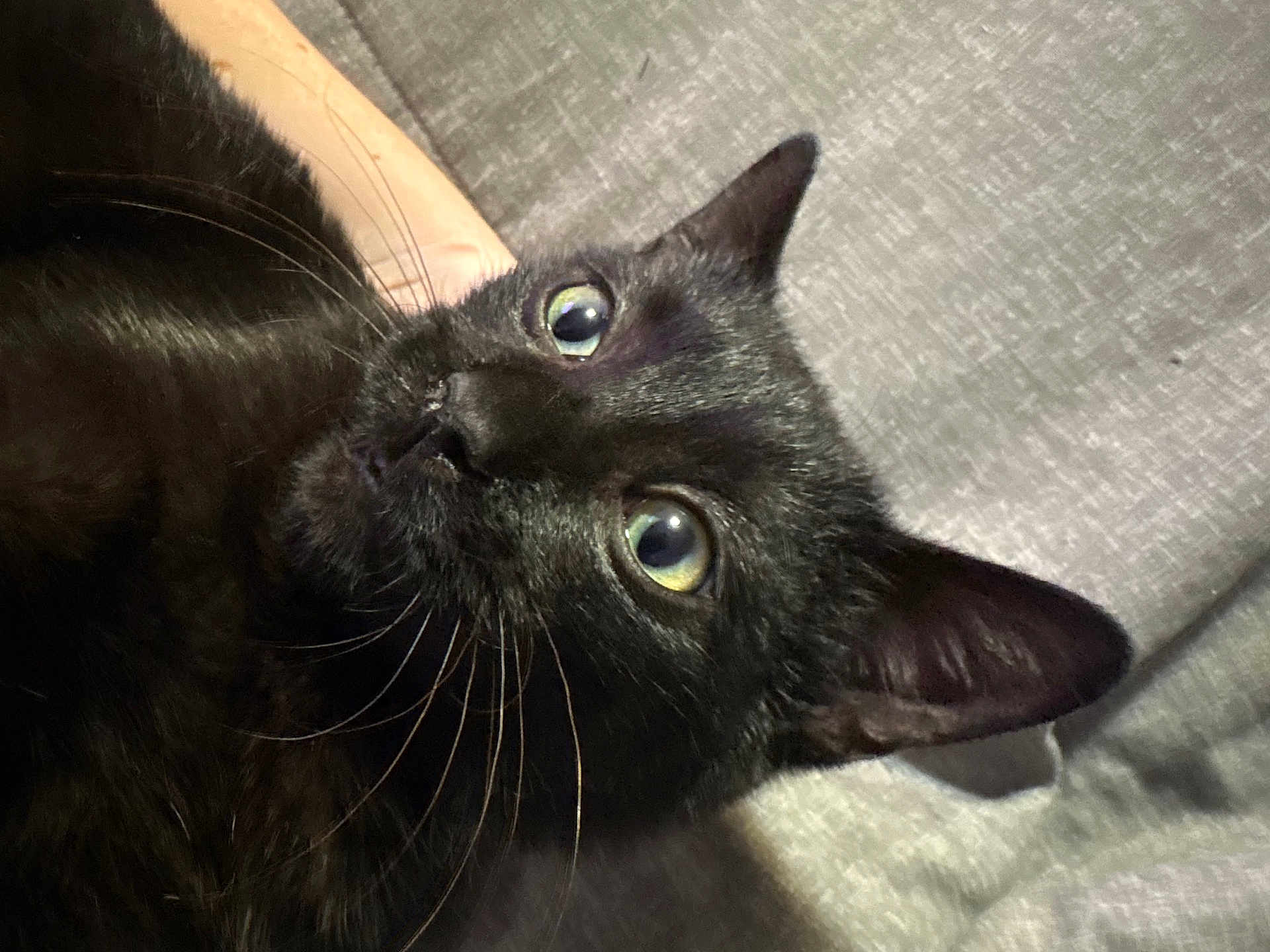 Spooky joined the competition — help win amazing prizes! cat, black_cat, close_up, whiskers, eyes, face, pet, animal, feline, curious, lying_down, texture, indoor, fur, portrait, head, ear, nose, cute, domestic_animal