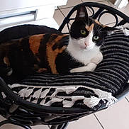 Elia participe au concours pour gagner de l'argent avec cette photo : animal, black_wicker, calico_cat, cat, chair, cushion, cute, domestic, feline, furniture, green_eyes, home_interior, indoor, looking, pet, relaxed, resting, striped_cushion, tassels, tile_floor