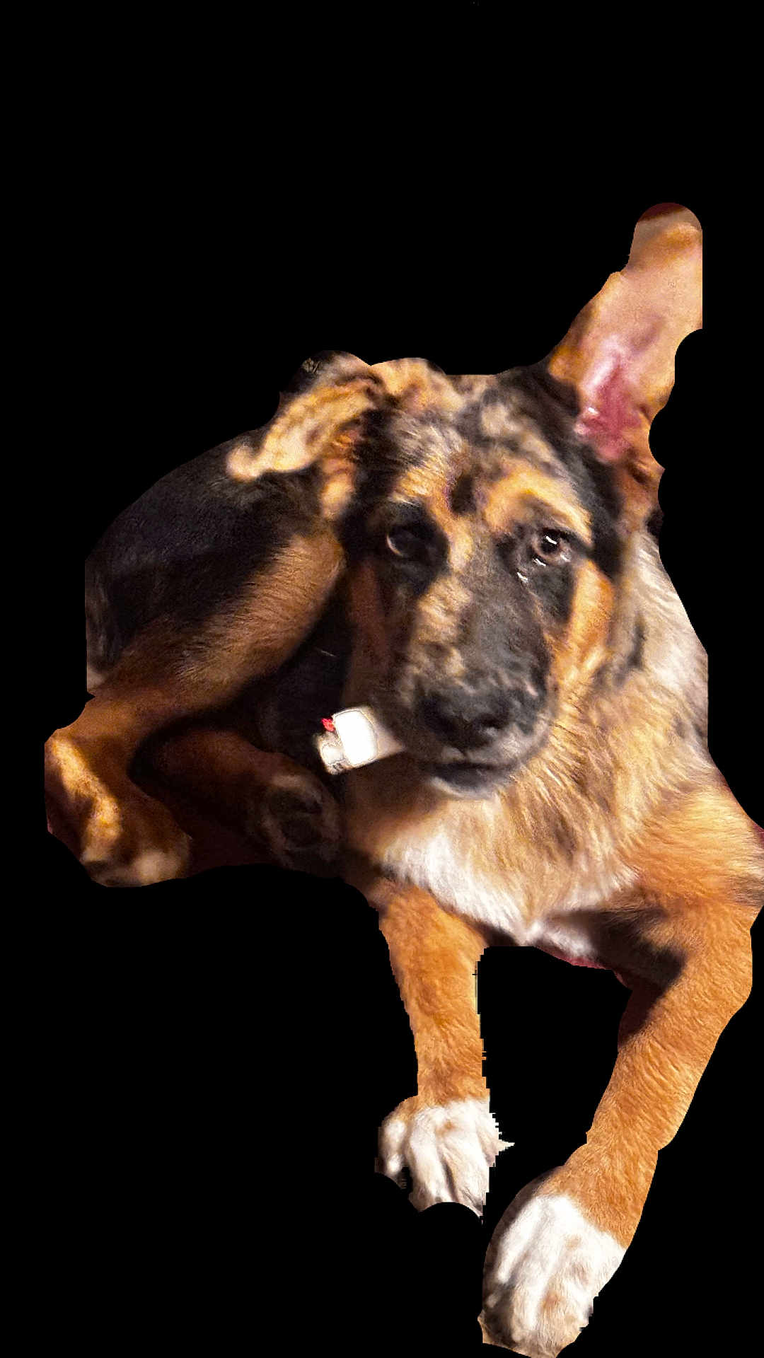 Anakin Skywalker joined the competition — help win amazing prizes! dog, puppy, german_shepherd, pet, animal, fur, ears, paws, collar, lying_down, cute, canine, young, looking_at_camera, domestic_animal, mammal, companion, alert, brown, black