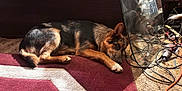 Anakin Skywalker is registered to the contest to win money with this photo: dog, lying_down, carpet, brown, black, indoor, cables, power_tool, reflection, resting, pet, fur, ears, paws, side_view, shadow, floor, home, relaxed, quiet