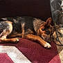 dog, lying_down, carpet, brown, black, indoor, cables, power_tool, reflection, resting, pet, fur, ears, paws, side_view, shadow, floor, home, relaxed, quiet