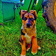 Anakin Skywalker joined the competition — help win amazing prizes! puppy, dog, grass, outdoor, tractor, farm, machine, tire, animal, pet, nature, green, cute, sitting, young, ears, fur, eyes, snout, background