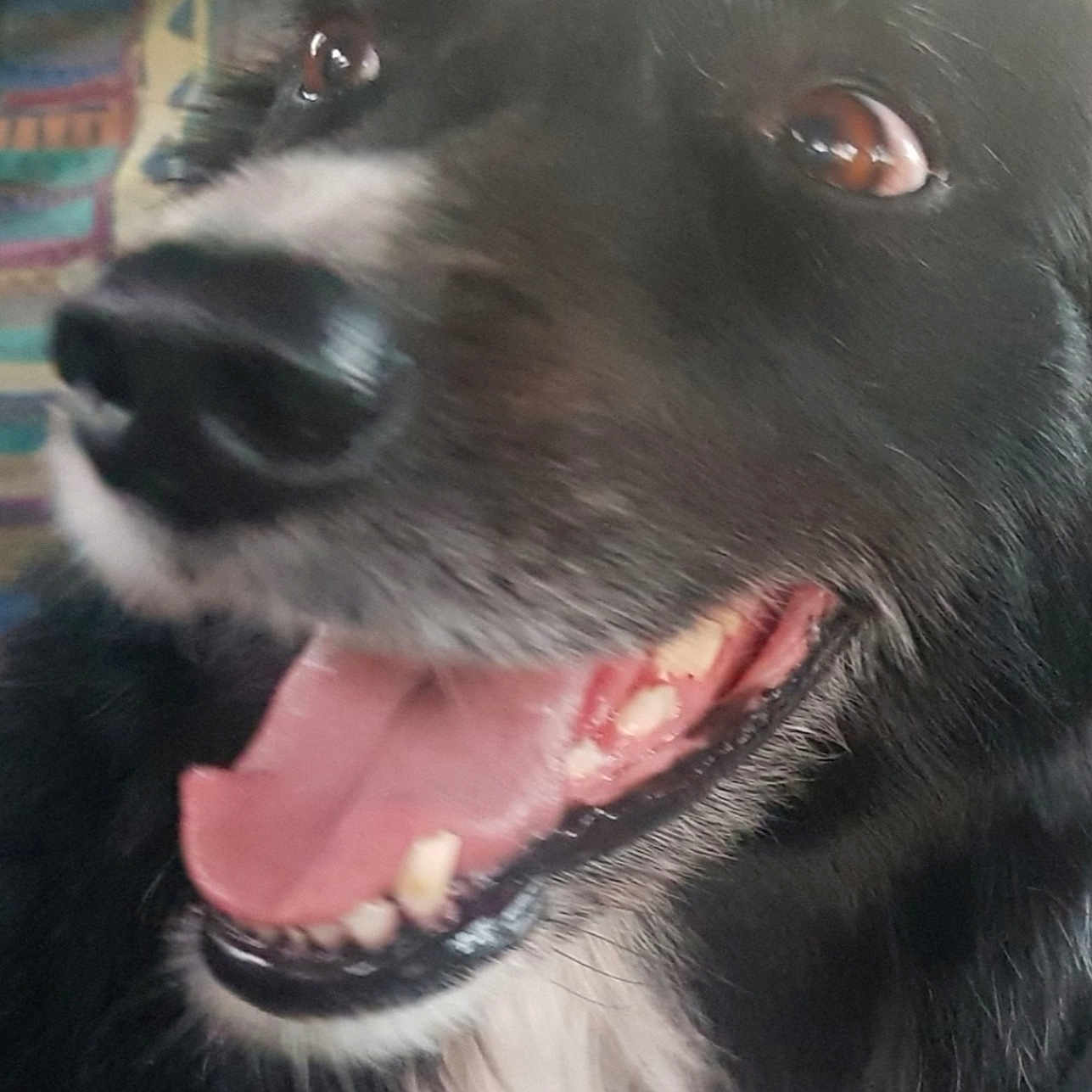 Pasha