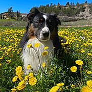 Shadow a rejoint le concours — aidez-le/la à gagner de superbes lots ! animal, blue_sky, calm, canine, dandelion, dog, flora, flower_field, grass, greenery, landscape, meadow, nature, outdoor, pet, portrait, scenery, spring, sunny, tricolor