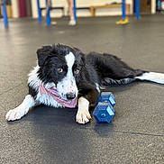 Bella participe au concours pour gagner de l'argent avec cette photo : dog, black_and_white, bandana, dumbbell, gym, exercise, floor, indoor, pet, laying_down, curious, animal, paw, white_paw, fitness, blurred_background, person, training, workout, resting